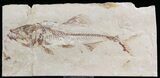 Cretaceous Fossil Fish (Spaniodon) - Part/Counterpart #24125-3